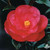 Bright red, medium size, semi-double camellia flower