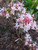 AZALEA NATIVE CANESCENS #3