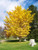 Ginkgo 'Autumn Gold'  MN #7