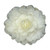 Camellia October Magic® White Shi-Shi™  #3