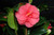 Fiery red, semi-double camellia flower