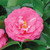 Rosy pink, double-form camellia flower