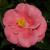 Camellia ANACOSTIA #5 MN
