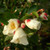 Clusters of white, single camellia flowers and red-tinged buds