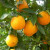 CITRUS LA SWEET #3