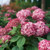 Hydrangea Invincibelle® Ruby #3