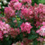 Hydrangea  Fire Light® #3
