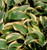 Hosta 'Wide Brim' 2 Gallon