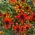 RUDBECKIA PRAIRIE GLOW #1 ABGL