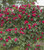 ROSE EDEN CLIMBER RED 5 GALLON