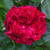 ROSE EDEN CLIMBER RED 5 GALLON
