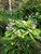 Hosta 'Sum & Substance' 5 Gallon