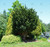 Japanese maple 'Shishigashira' #2