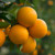 CITRUS VALENCIA ORANGE #3