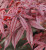 Japanese Maple 'Emperor I®' 10 Gallon
