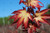 Japanese maple  'TSUMA GAKI'  #3