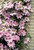 Clematis 'Nelly Moser'  #5