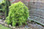 Japanese maple  'RYUSEN'  #5