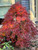 Japanese maple  'RYUSEN'  #5