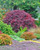 Japanese Maple 'Tamukeyama' #5