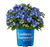 Hydrangea  Pop Star®  #3