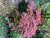 Japanese Maple 'Shaina' 5 Gallon