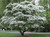 CHINESE FRINGE  TREE #1