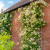 Rose Malvern Hills®  DAVID AUSTIN #3