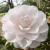 Camellia SHARON SHUMAN #3