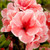 Coral pink, single to semi-double azalea blooms with white edges