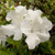 White, single form azalea blooms