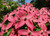 Dogwood  Scarlet Fire®  #3