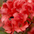 Ruby-red, single form azalea blooms