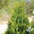 ARBORVITAE EMERALD 6-7'