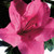 Fluorescent pink, semi-double azalea blooms