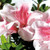 Light pink, single form flowers with true pink speckles in center