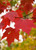 Maple Autumn Blaze #5