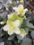 HELLEBORUS 29.99