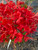 AZALEA NATIVE KELLY'S RED #3