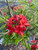 AZALEA NATIVE RED OCONEE #3