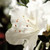 Pure white, single form azalea bloom