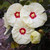 HIBISCUS PERENNIAL MN #2