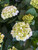 Hydrangea Hi™ White Sun #2