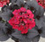 Hydrangea Tuxedo® Black Tie #2