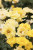 Rose Nitty Gritty® Yellow #2