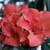 Red-orange, semi-double form azalea blooms