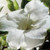 Pure white, semi-double azalea bloom