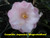 Camellia MAGNOLIAEFLORA #5