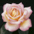 ROSE PEACE #2