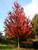 Maple 'Brandywine' 5 gallon